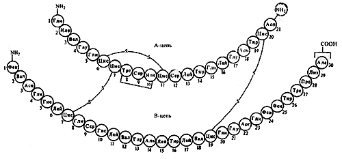последовательность аминокислот в молекуле инсулина